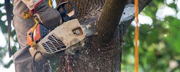 Best Tree Risk Assessment  in Columbiana, AL