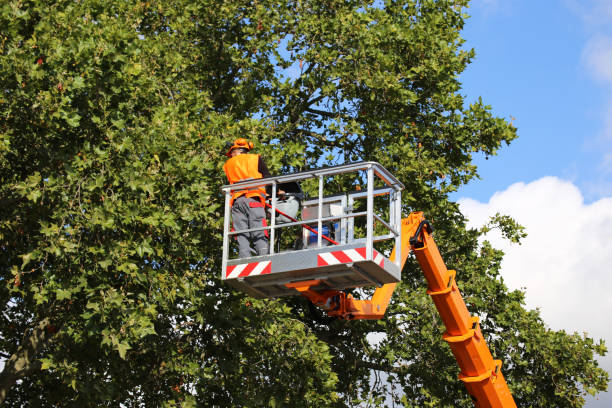 Best Tree Preservation Services  in Columbiana, AL