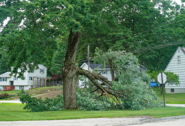 Best Root Management and Removal  in Columbiana, AL